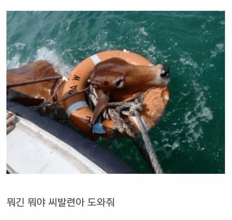 소가물에빠지면.png