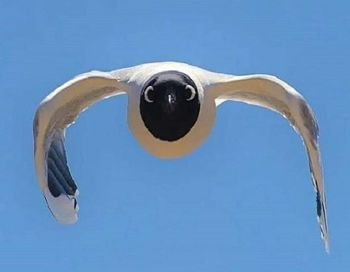wIgLEQs.png