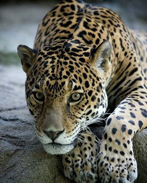 2728373956A8F4632813C5