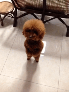 집에 다와서 화장실 급한디 엘리베이터가 너무 안내려올때 | 인스티즈