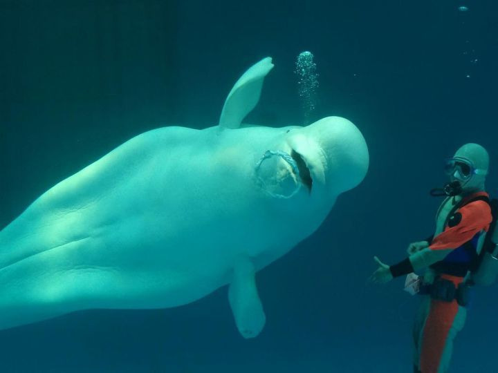 99D66E4F5B1F0BB139D4AD