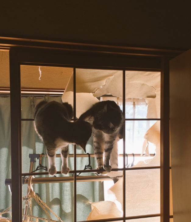 227A2C485959CD470199C6