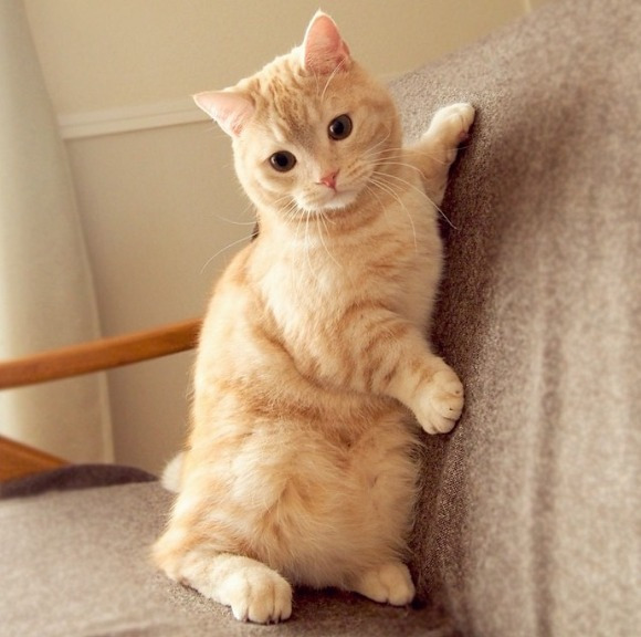 것이 고양이여 다람쥐여? | 인스티즈