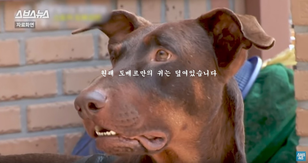 도베르만의 귀