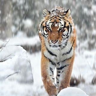 2651A73656A8F4622F8686