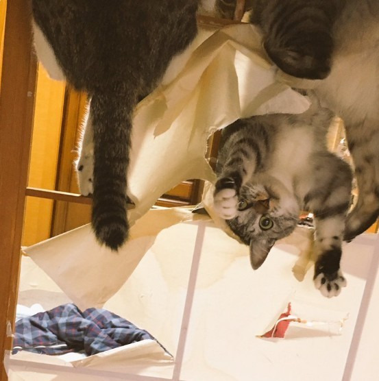 254DCA4C5959CD470DC0E9