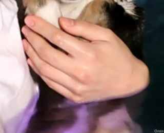 27149C3556D960E327666B