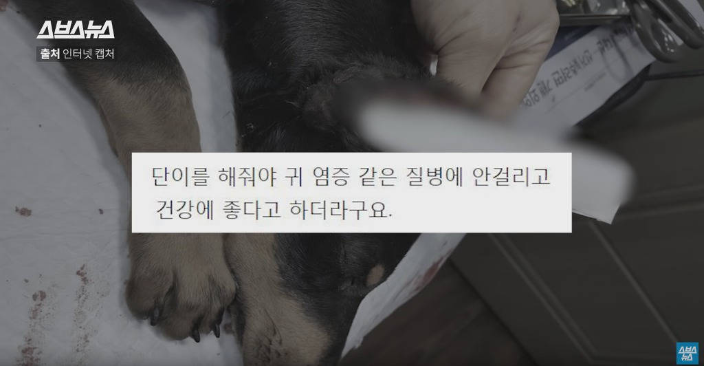 도베르만의 귀