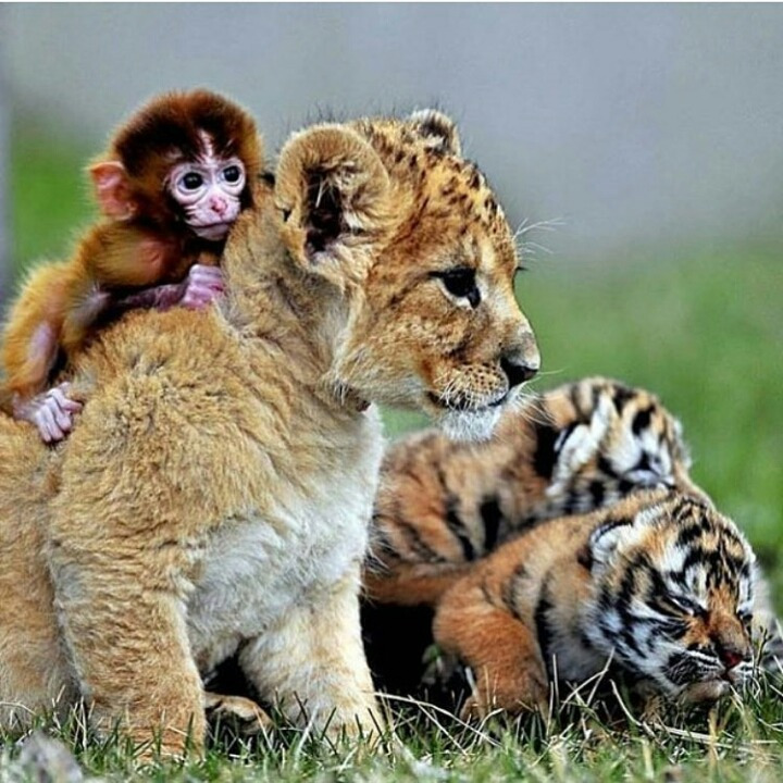 2528333456A8F4650F150C