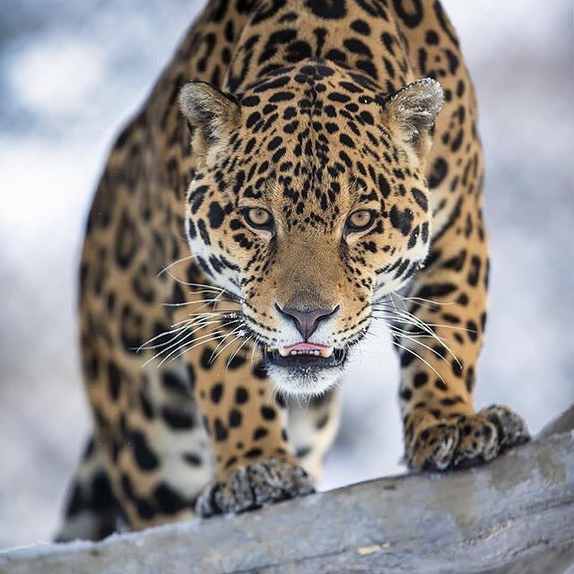 2242C03A56A8F45F20B361