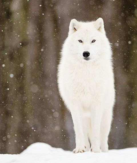 27415A3356A8F46A1FF508