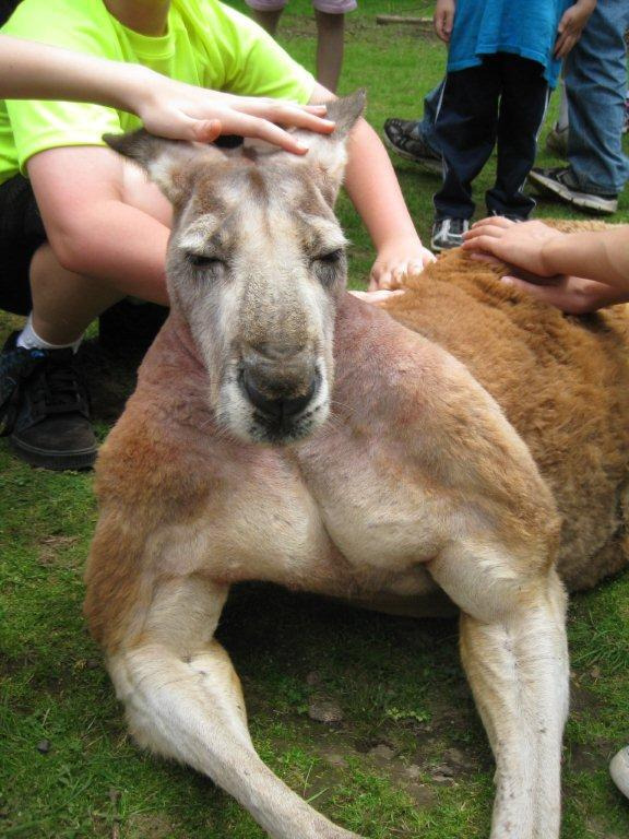 roo93.jpg