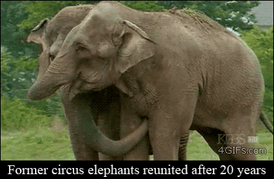 20년 만에 만난 서커스 코끼리들