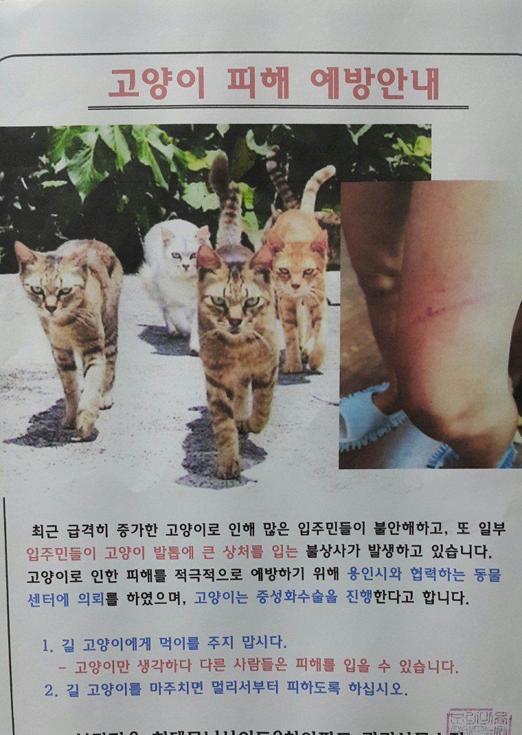 급격한 고양이 증가로