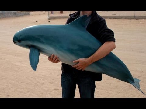 세계에서 가장 작은 돌고래