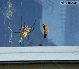거미 vs 말벌