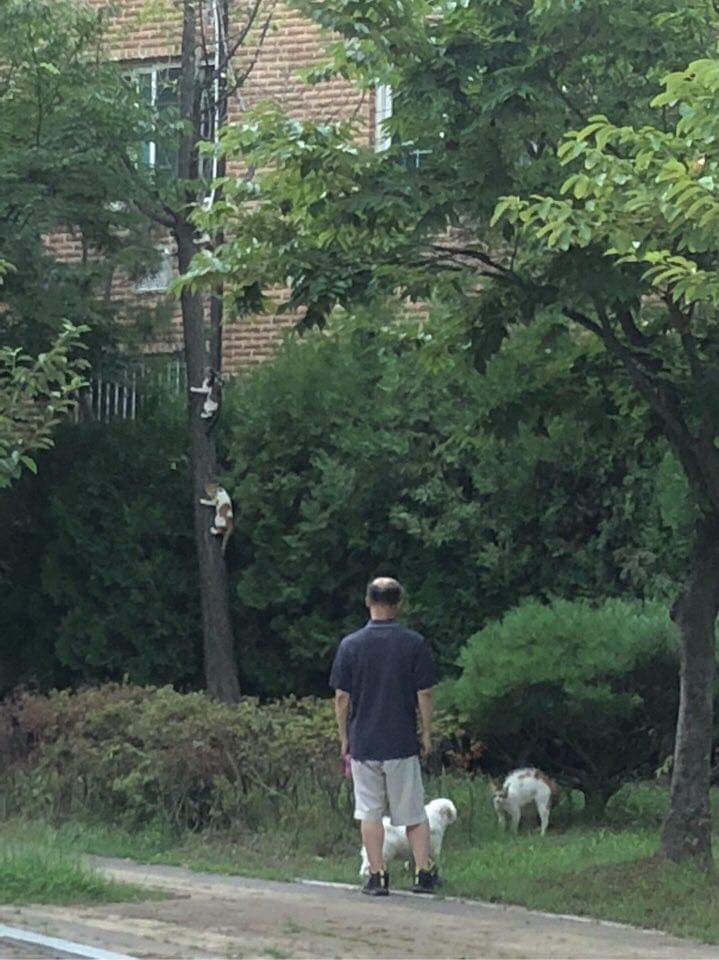 개를 만난 고양이 가족