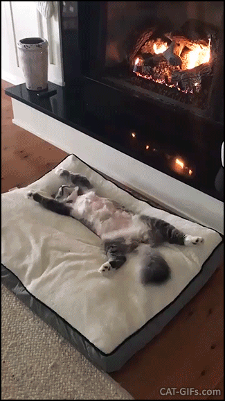 Cat GIF • Funny lazy Cat sleeping on its back in front of the fireplace He loves winter.gif
