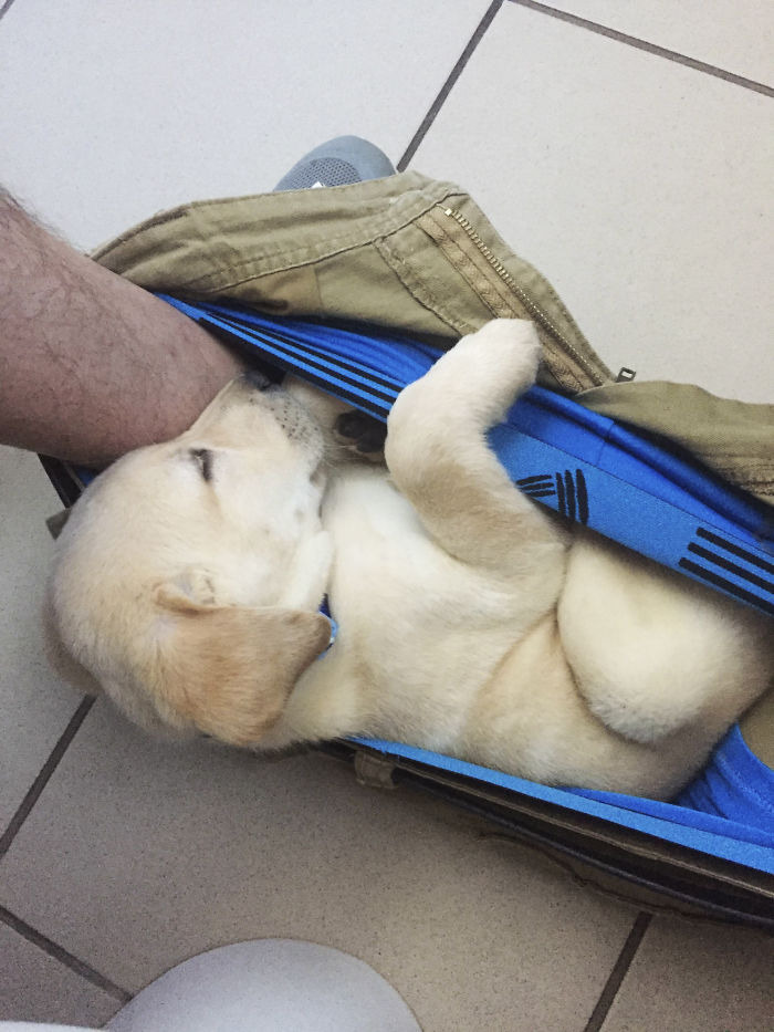 pic_001.jpg 반려견의 성장과정