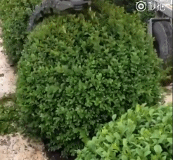 160eb21aa6e1a316.gif