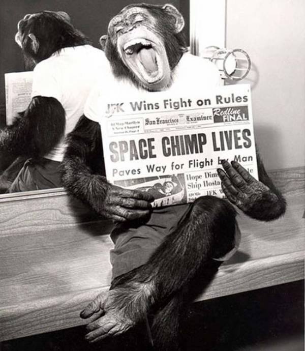 1961 A happy chimp holding a newspaper after surviving his trip to space.jpg