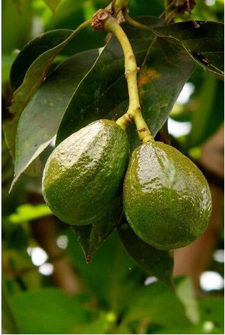 아보카도의 뜻을 알고 있나요?