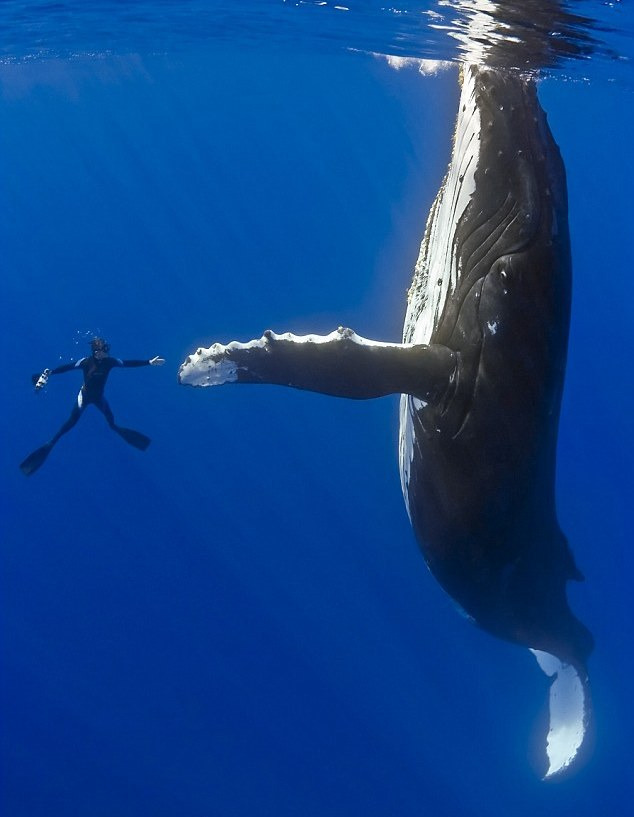 혹등고래와 친해진 잠수부