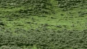 사슴 사냥하는 곰