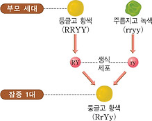 잡종 1대의 유전자형과 표현형