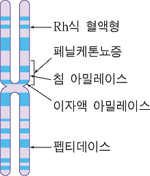 사람의 1번 염색체에서의 연관