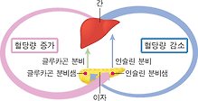 인슐린과 글루카곤의 길항 작용