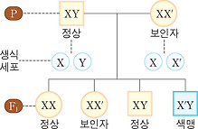 색맹의 가계도 분석