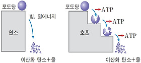  그림은 포도당이 연소와 세포 호흡에 의해 분해되는 과정을 나타낸 것이다. 이에 대한 설명으로 옳은 것을 〈보기〉에서 모두 고른 것은?