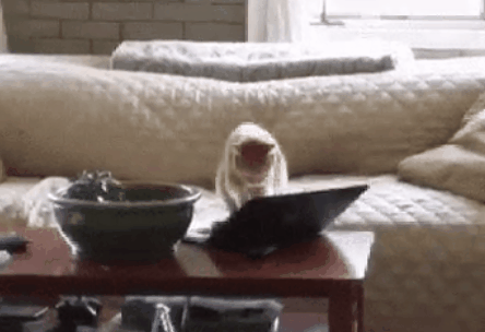 개가 가족인 이유 | 인스티즈