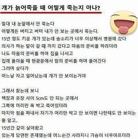사람이 죽으면 먼저 가 있던 반려견이 마중 나온다는 이야기가 있다