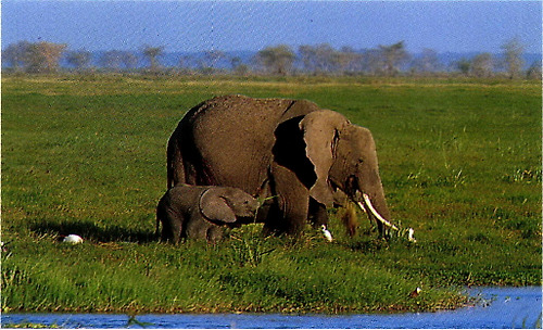루웬조리 국립 공원의 코끼리