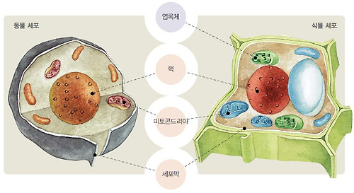 진핵 세포의 구조 동물 세포와 식물 세포는 대표적인 진핵 세포이다.