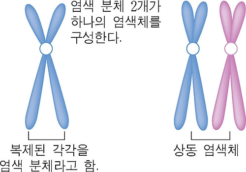 복제가 일어난 염색체(왼쪽)와 상동 염색체(오른쪽)