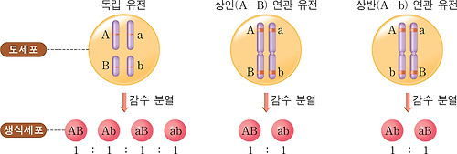 독립 유전과 연관 유전에서의 생식세포 형성