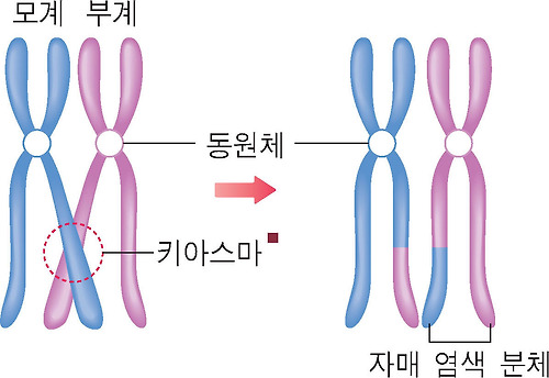 복제가 일어나 염색 분체를 형성한 상동 염색체가 서로 붙었다(접합)가 염색 분체를 나누어 가진(교차) 그림