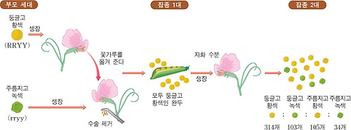 독립 법칙의 실험