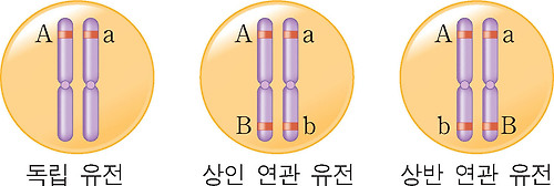 독립 유전과 연관 유전