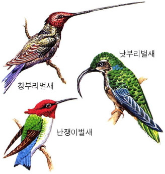 벌새의 종류