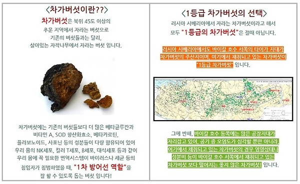 차가버섯 복용방법