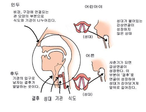 변성기에 대한 이미지 검색결과