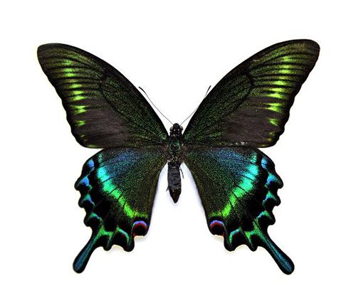 나비와 나방의 차이점은?