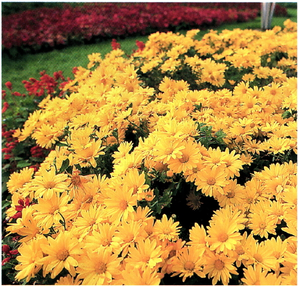 국화. 꽃의 크기와 모양, 색깔이 여러 가지이다.