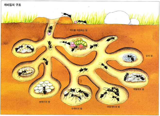 개미집의 구조
