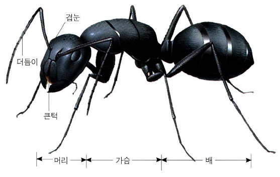 개미의 생김새