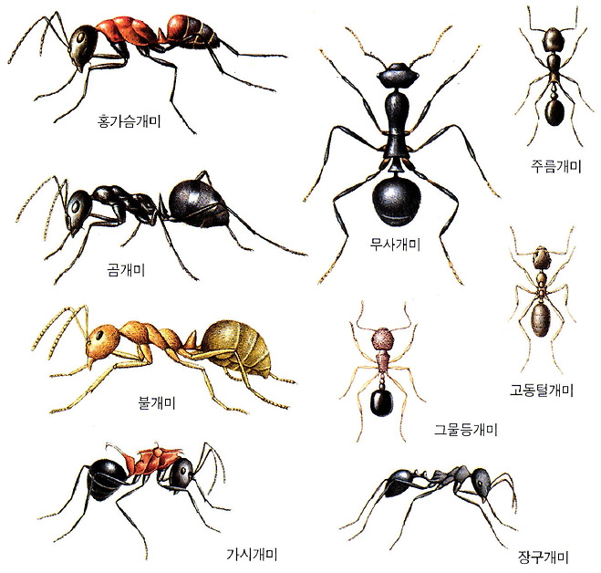 개미의 종류